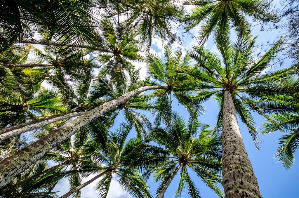 Cairns Beaches Flashpackers Palm Cove Luaran gambar